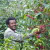 𝗘𝗧𝗛𝗜𝗢𝗣𝗜𝗘 - Yirgacheffe - Cru d'exception BIO