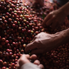 𝗚𝗨𝗔𝗧𝗘𝗠𝗔𝗟𝗔 - La labor Geisha - Café éphémère