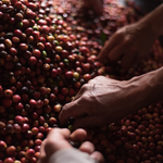 𝗚𝗨𝗔𝗧𝗘𝗠𝗔𝗟𝗔 - La labor Geisha - Café éphémère