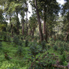 𝗘𝗧𝗛𝗜𝗢𝗣𝗜𝗘 - Yabitu coba BIO