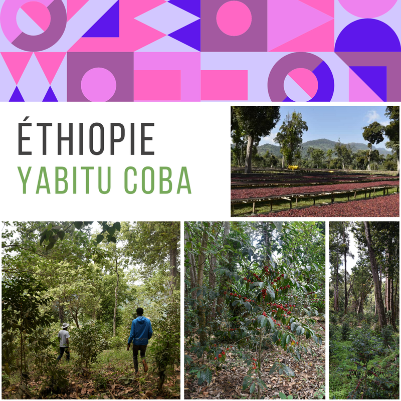 𝗘𝗧𝗛𝗜𝗢𝗣𝗜𝗘 - Yabitu coba BIO