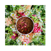 𝗟𝗘 𝗦𝗘𝗖𝗥𝗘𝗧 𝗗𝗘 𝗟𝗔 𝗧𝗢𝗨𝗥𝗔𝗡𝗚𝗘𝗟𝗟𝗘 - Rooibos parfumé - Fruité et floral