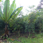 𝗘𝗧𝗛𝗜𝗢𝗣𝗜𝗘 - Halo Beriti